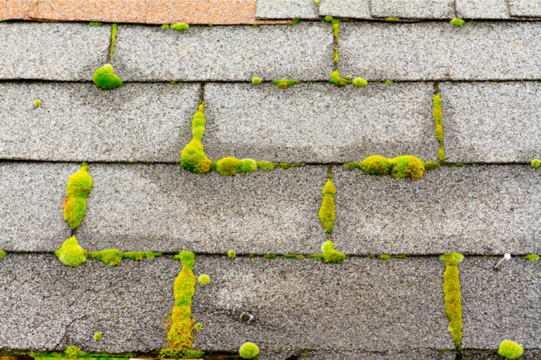 Moss Growth