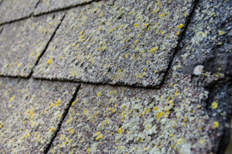 Moss or Other Wildlife Growing on the Roof